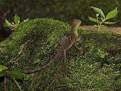 A juvenile in Seka district, Thailand