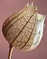 Physochlaina orientalis: fallen, empty, dry, fruiting calyx, back-lit by sunlight to reveal venation.