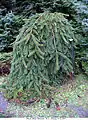 Picea abies 'Inversa'