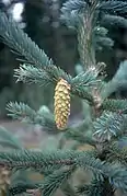 Dangling somewhat immature (unopened) female cone