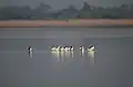 Pied avocets in Little Runn of Kutch, India