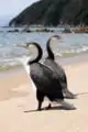 Pair in Abel Tasman National Park, New Zealand