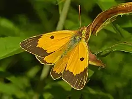 Male