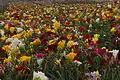 Variety of freesia cultivars