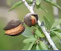 Mature fruit of an almond tree (Prunus dulcis)