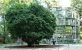 The camellia tree with its glass house