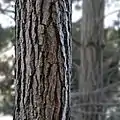 Monterey Pine bark