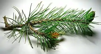 Dozens of male cones (orange and flower-like) occur in a cluster; the female cone is still immature (olive green). Lodgepole pine.