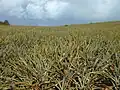 Pineapple plantation