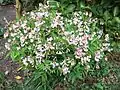 Pink-flowered cultivar, Lathyrus vernus 'Alboroseus'