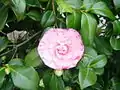 Double-flowered camellia cultivar