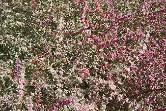 Close-up of fruiting bushes