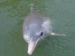 The vulnerable Indo-Pacific humpback dolphin is here