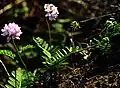 Crownvetch planted to prevent erosion