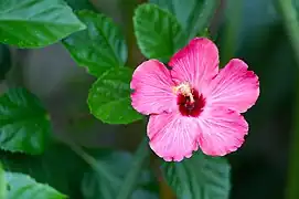 One of the many flowering plants at the zoo.