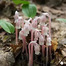 Displaying a pink coloration