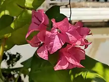 Multiple paperflowers on a shrub