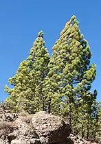 Ayacata, San Bartolomé de Tirajana, Gran Canaria, Canary Islands, Spain.