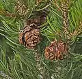 Cones of P. edulis