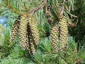 Foliage and cones