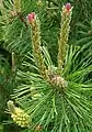 Female cones and young shoots