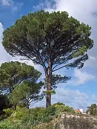 Trunk and crown of mature tree