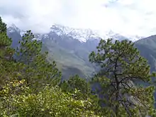 Snow-capped mountains with pine trees in the foreground