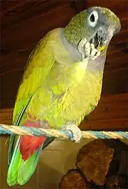 A green-yellow parrot with a light-grey collar and face, white eye-spots, and a red underside of the tail