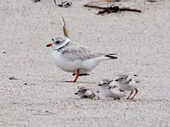 Adult and chicks