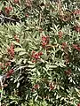 Pistacia terebinthus at Sounion.