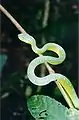 Asian pit viper at Bako National Park