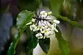 Pittosporum undulatum flower closeup