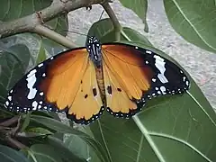 Male D. c. chrysippus, recently emerged from chrysalis