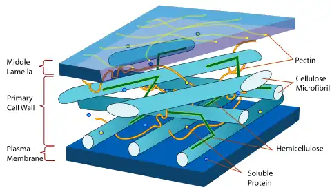 The arrangement of cellulose and other polysaccharides in a plant cell wall