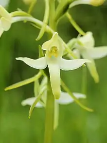 Lesser Butterfly-orchid (Platanthera bifolia)