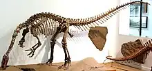 Photograph of the mounted skeleton, seen from the front left. The animal stands on the hind limbs, with the body and tail horizontal. The neck curves down so that the snout is near the ground, as if the animal was feeding. The arms are flexed, with the hands well clear of the ground, and the palm directed medially.