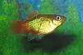 ‘Sunset’ platy