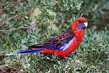 Crimson rosella is a common sight in Devilbend Reserve