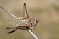 Tuberous bushcricket (Platycleis sp.)