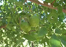 Unripe fruit