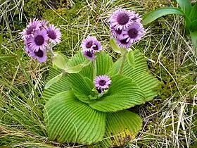 Pleurophyllum speciosum, the Campbell Island daisy