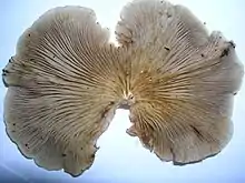 The oyster mushroom (Pleurotus ostreatus)