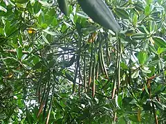 Propagules growing before dropping from the parent plant in the Puerto Mosquito Bio Bay, Vieques.