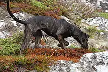 A dark colored mottled dog faces right while sniffing the ground.