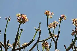 Plumeria rubra flowering when bare