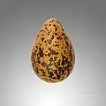 Pluvialis squatarola egg