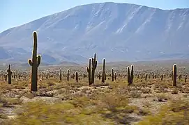 Los Cardones National Park