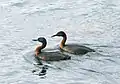 Podiceps major – great grebe- Tierra del Fuego National Park