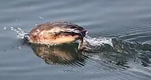 The backside of a bird that is diving into water.