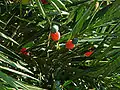 Foliage with mature seed cones.